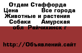Отдам Стаффорда › Цена ­ 2 000 - Все города Животные и растения » Собаки   . Амурская обл.,Райчихинск г.